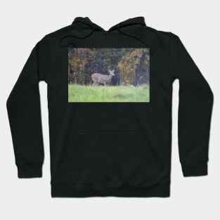 White Tailed Deer Hoodie